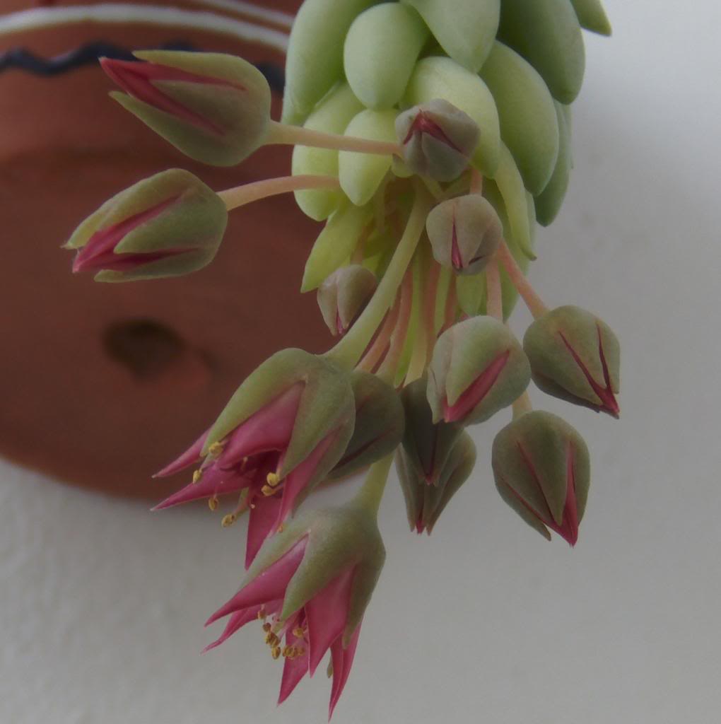 floressedummoraniuanum_zpsff05dad0.jpg