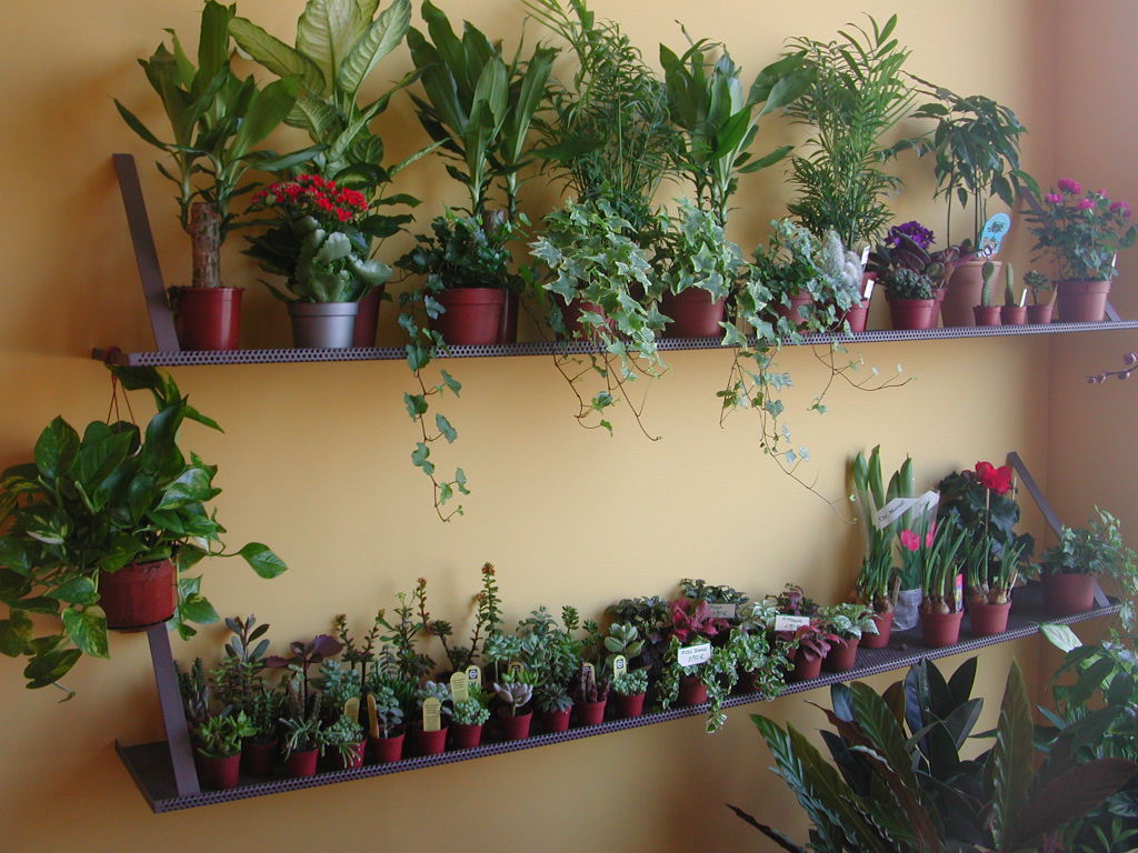 floresyte02.JPG