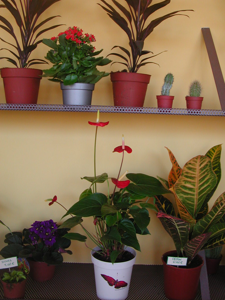 floresyte03.JPG