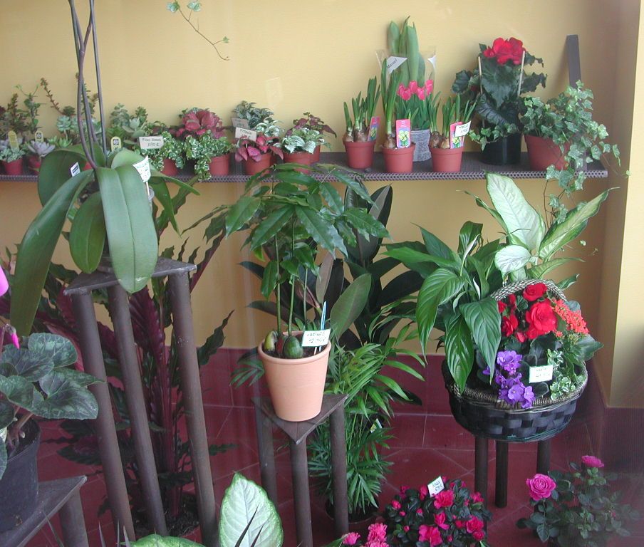 floresyte04.JPG