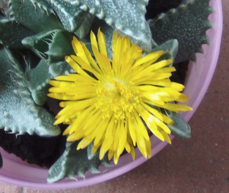 florfaucaria012-013cerca_zps3699b2e0.jpg
