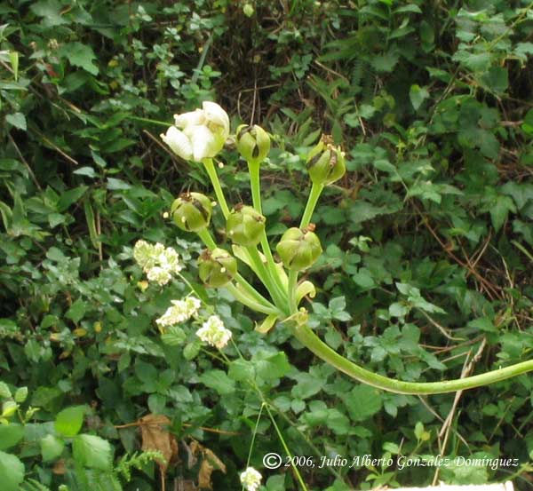 florFertDio.jpg