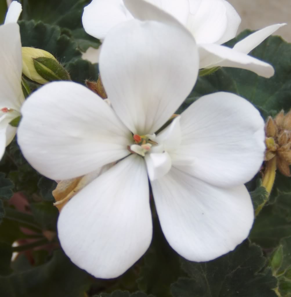 florgeranioblancosola.jpg
