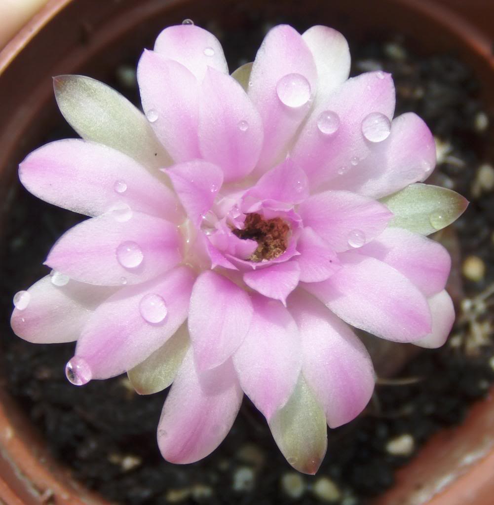 florgimnocalyciumanisitsii_zpsbd12ea4a.jpg