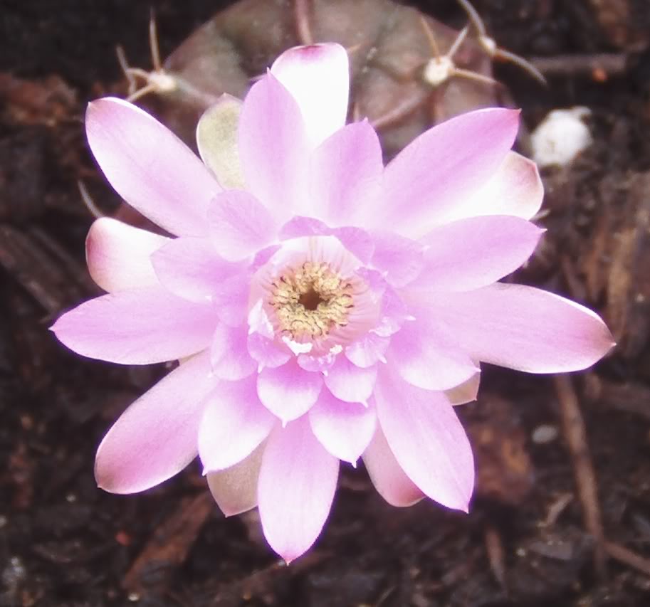 florgymnoanisitsii2.jpg