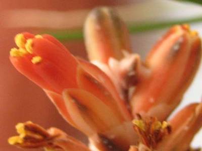 florhawortioides1.jpg