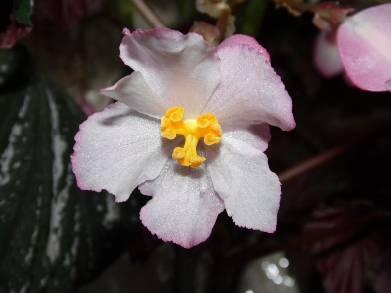 florhembraaconitifolia26102012.jpg