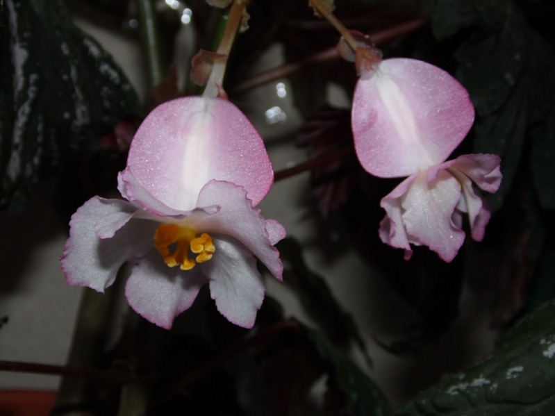 florhembraaconitifolia26102012_2.jpg