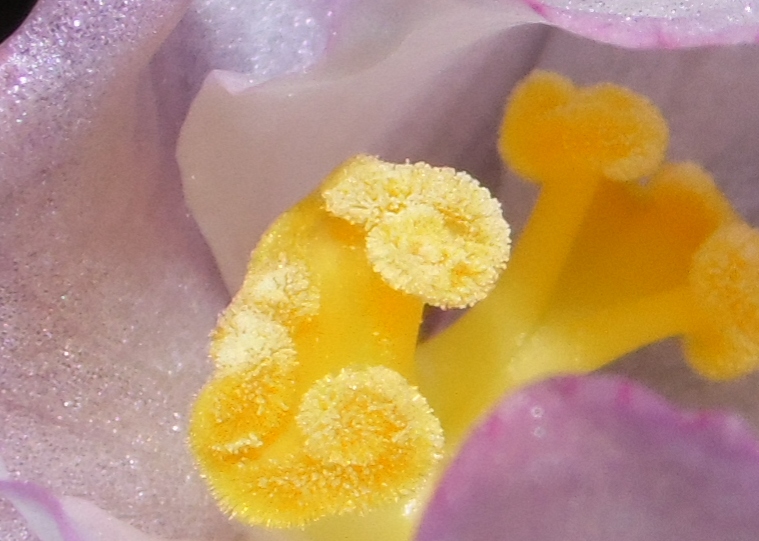florhembraaconitifolia26102012_3.jpg