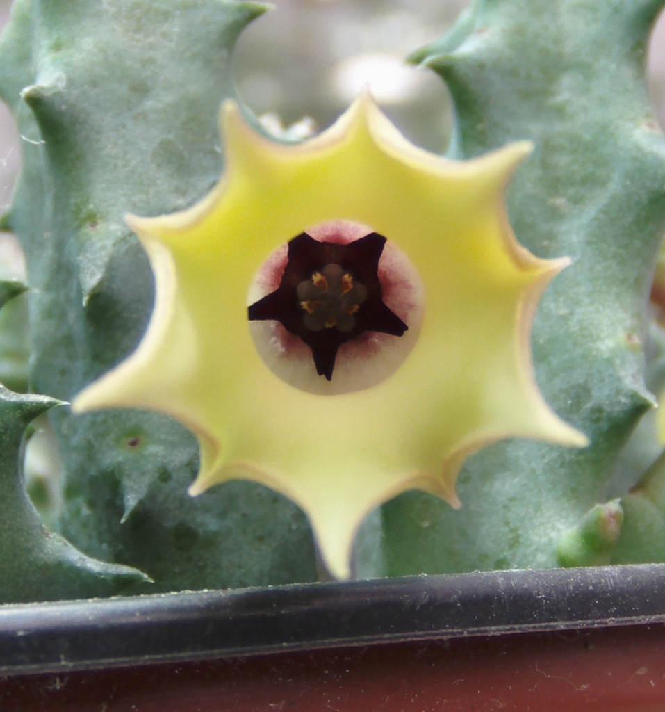 florhuerniaamarilla.jpg