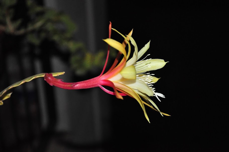 Floribundum%2BDiciembre%2B025.JPG