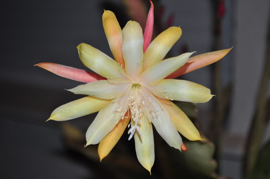 Floribundum%2BDiciembre%2B050.JPG