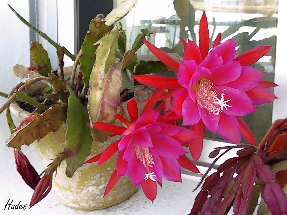 floripondiones.jpg