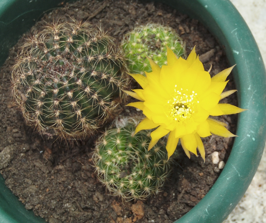 florlobiviaamarillaabierta.jpg