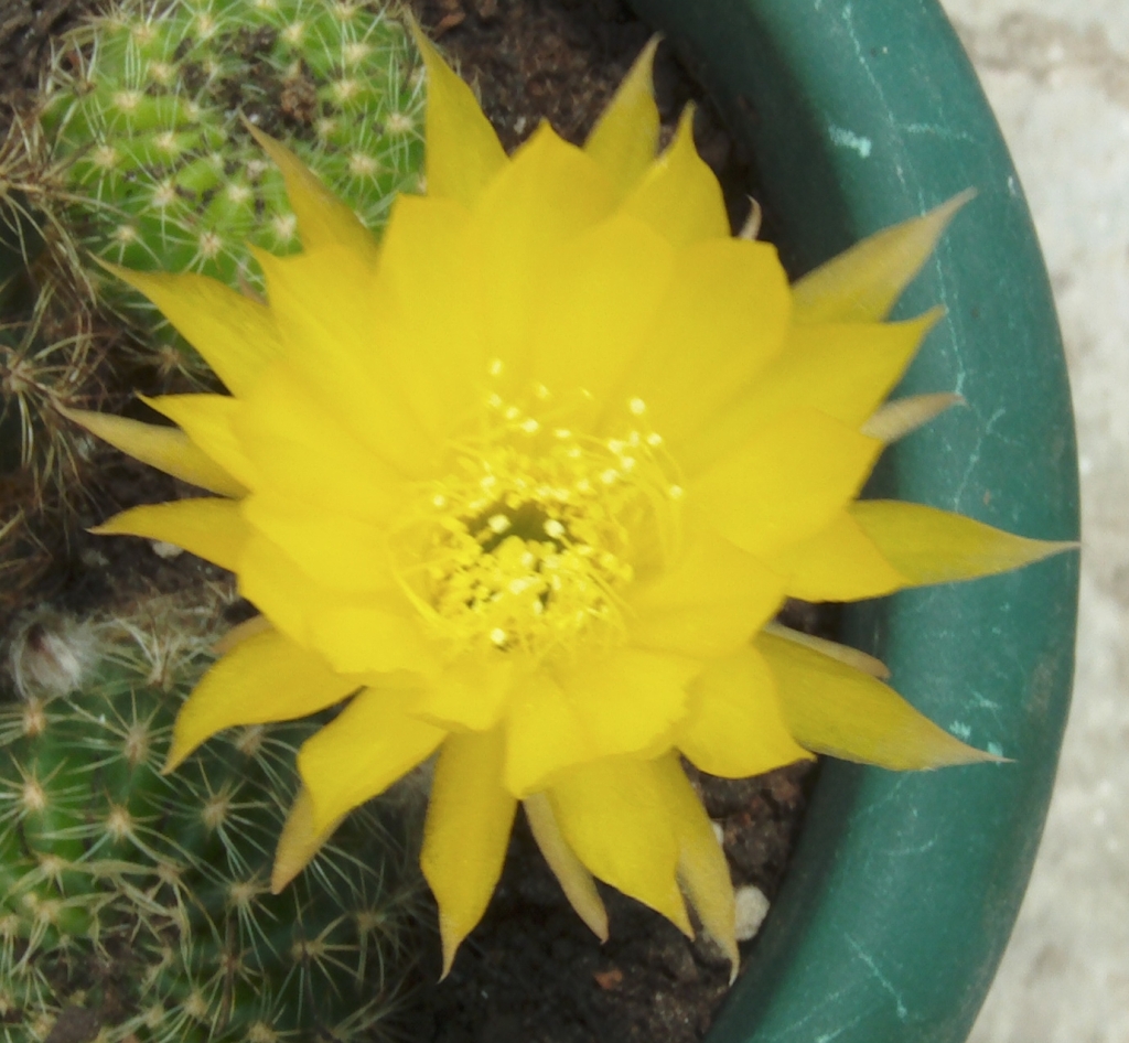 florlobiviaamarillaabierta2.jpg
