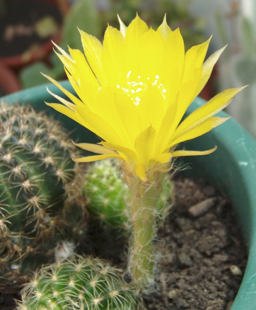 florlobiviaamarillaabierta3.jpg