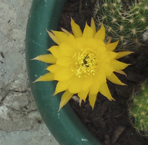 florlobiviaamarillaabierta4.jpg