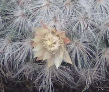 flormammillariabocasana.jpg