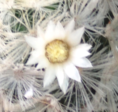 flormammillariacarmenae_zpsd2fdf3ca.jpg