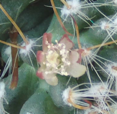 flormammillarianavajo2_zps932ca28c.jpg
