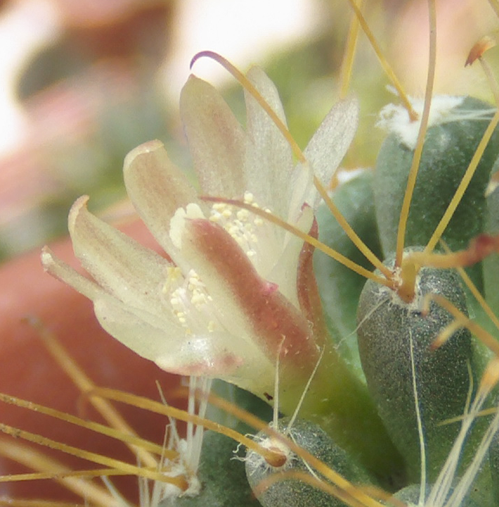 flormamminavajotercera2_zpsfa3e1fb8.jpg