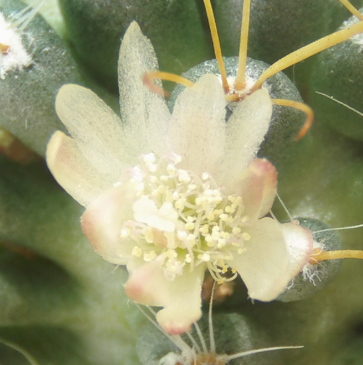 flormamminavajotercera3_zps42bd1aba.jpg