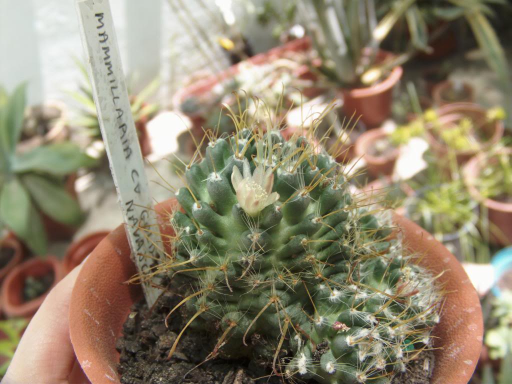 Flormamminavajotercera4_zpsd75610ef.jpg