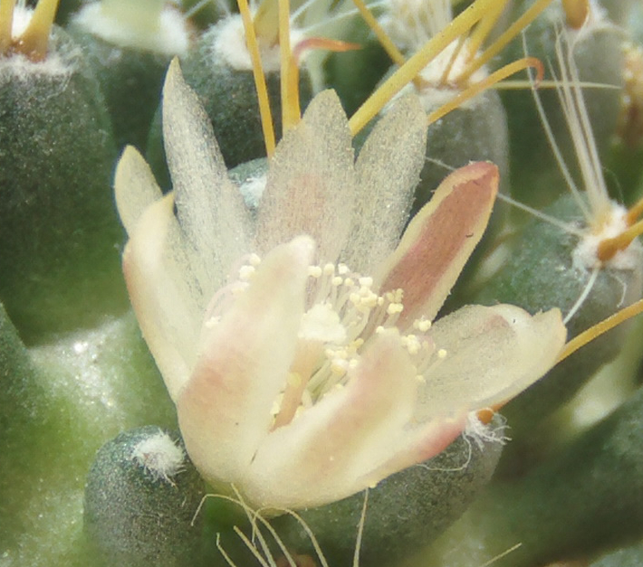 flormamminavajotercera_zpsdcc9beac.jpg