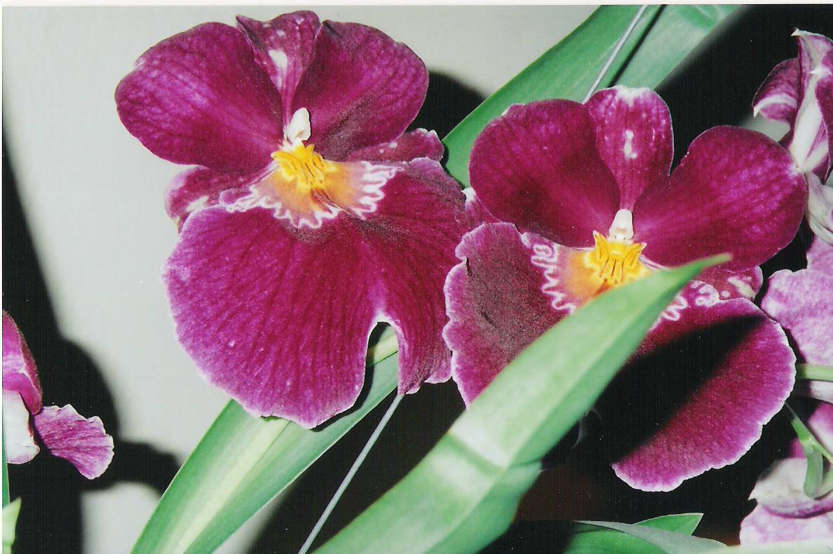 flormiltonia.jpg