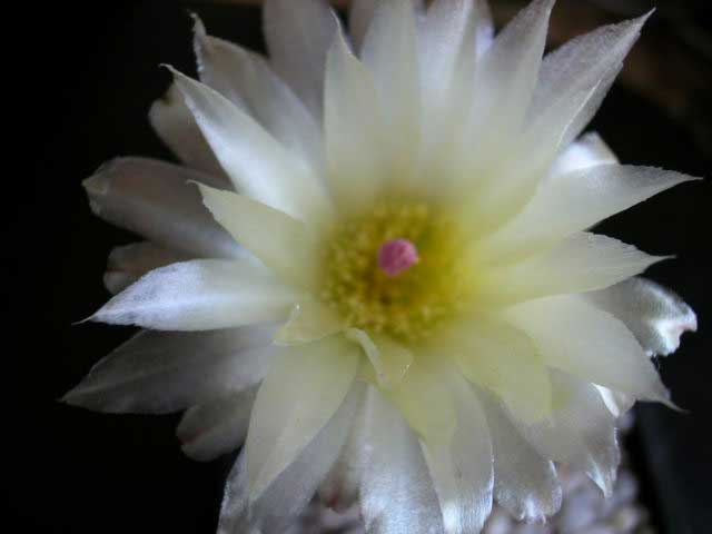 flornotocactus.jpg