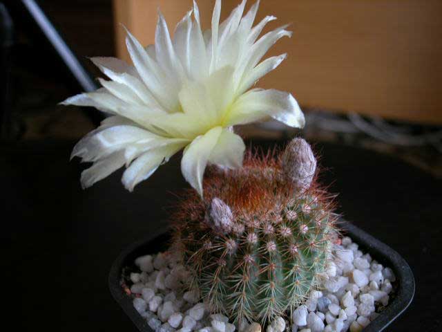 flornotocactus2.jpg