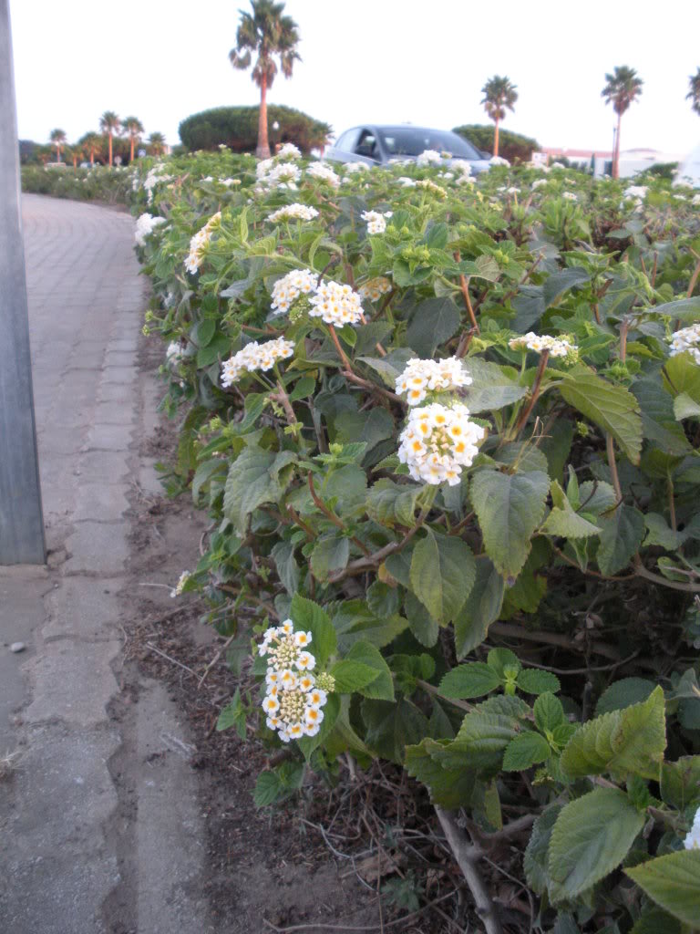 florolorfuertecachito-1.jpg