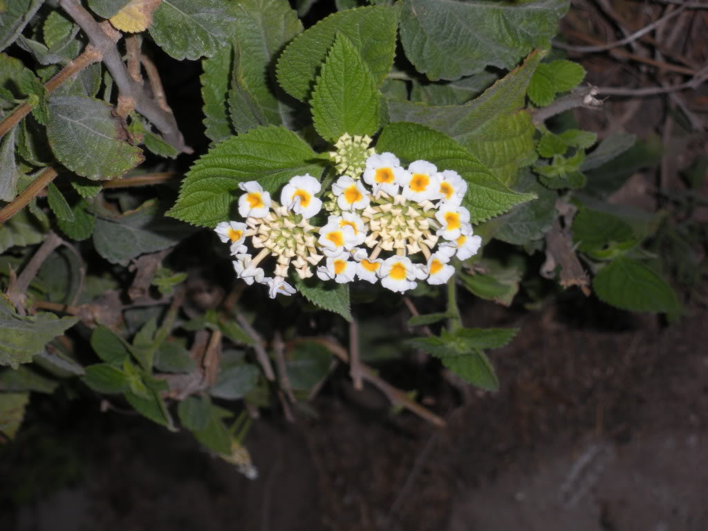 florolorfuertecachito1.jpg