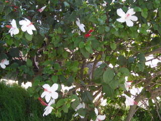 Florornamental12041.jpg