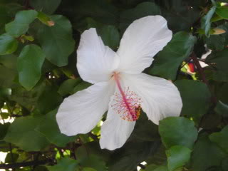 Florornamental12042.jpg
