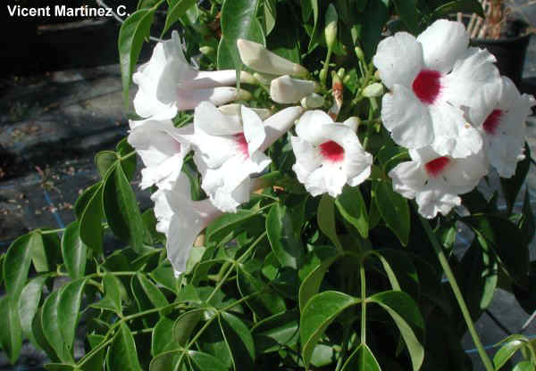 florpandorea.jpg