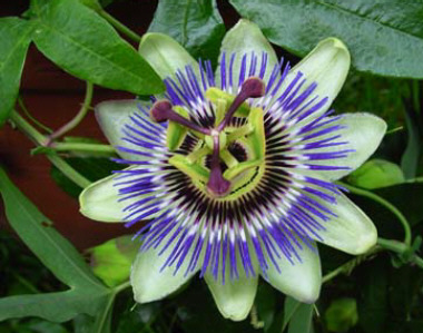 FlorPasion.jpg