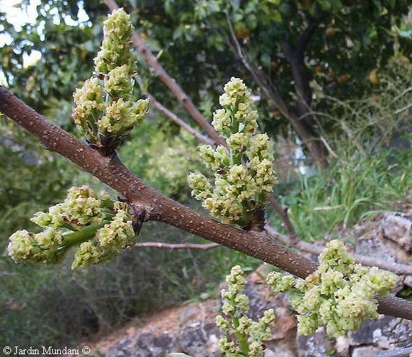 florpistatxo.jpg