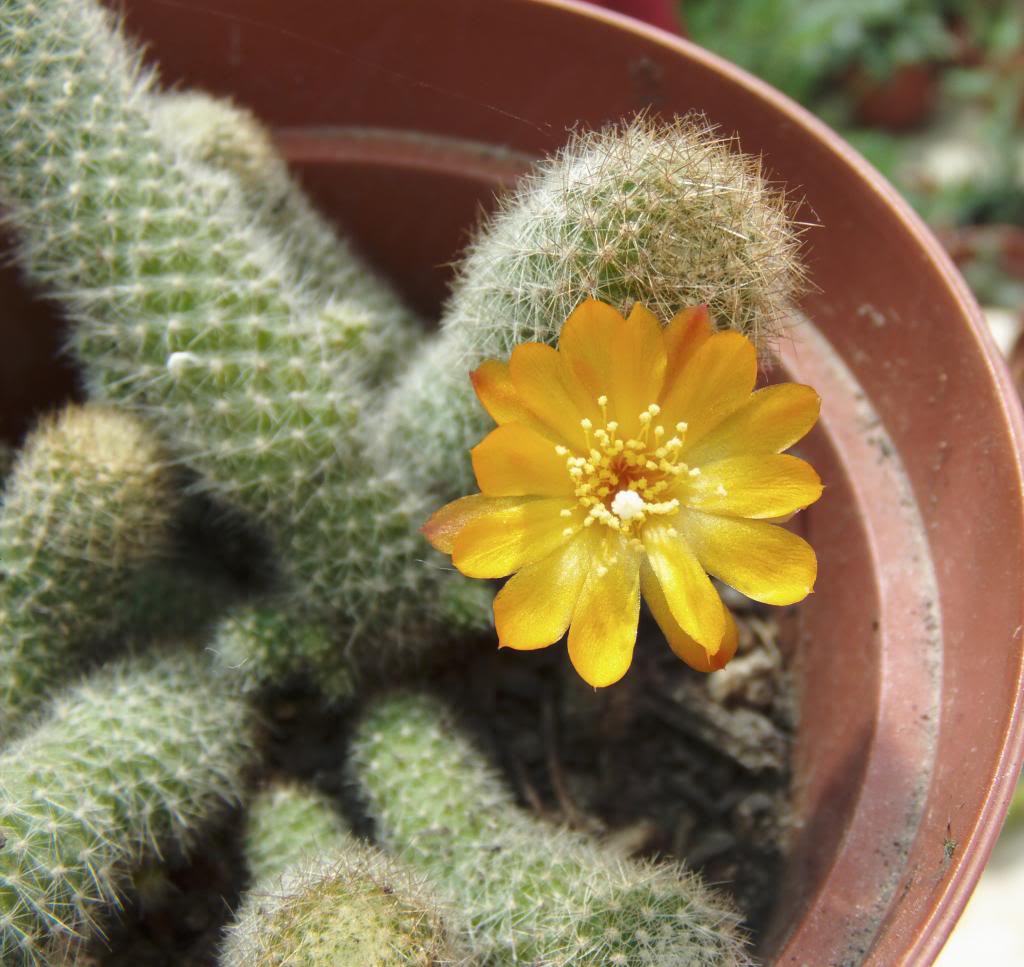florrebutia_zps8403dcb0.jpg