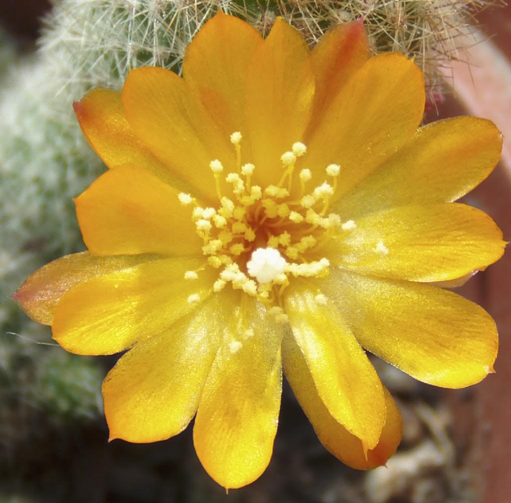 florrebutiadecerca_zps4ea5863b.jpg