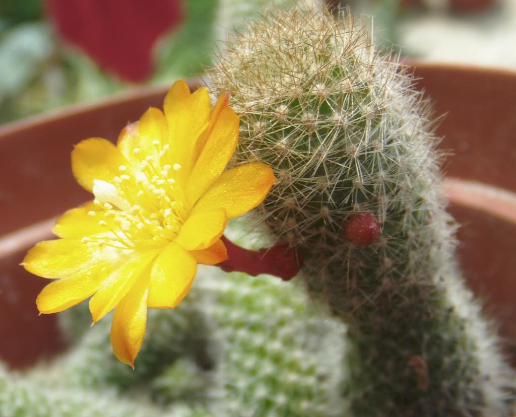 florrebutiadeperfil_zpsd08cd111.jpg