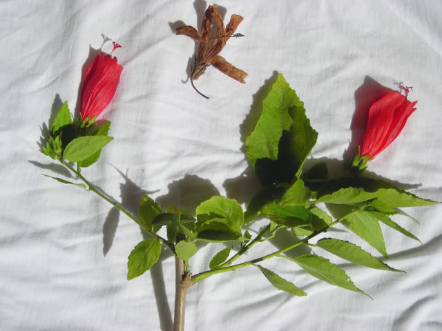 florrotondacasaAlfon.jpg