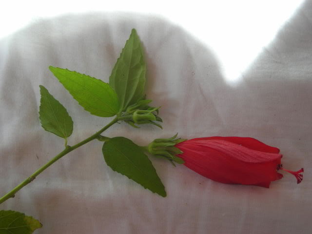 Arbusto desconocido con flor roja preciosa