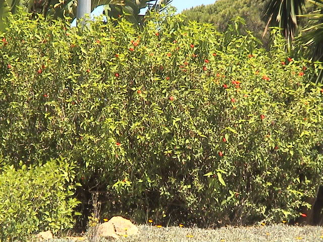 florrotondacasaAlfon6.jpg