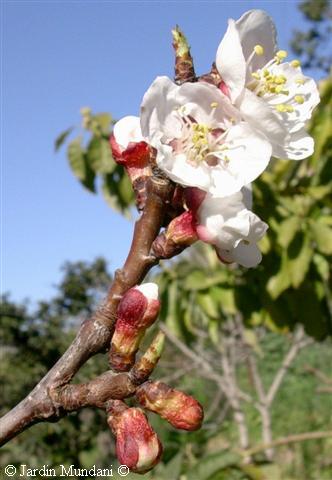flors-armeniaca1.jpg