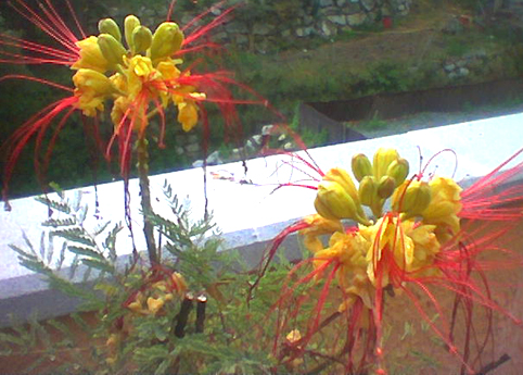flors.jpg