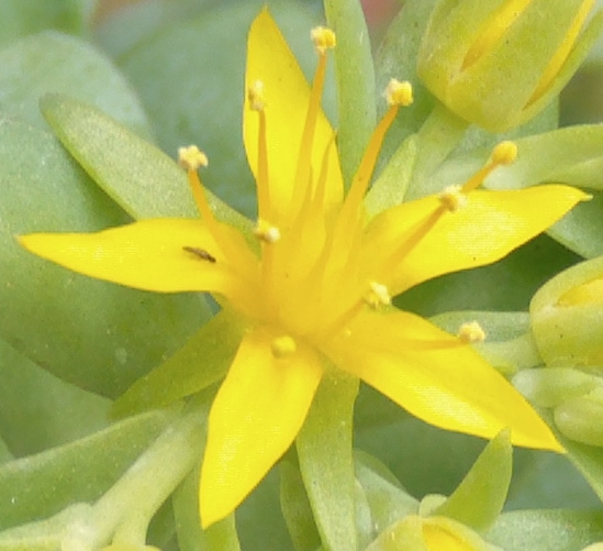 florsedumpalmerii_zpsc442c264.jpg
