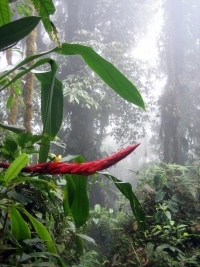 florselva.jpg