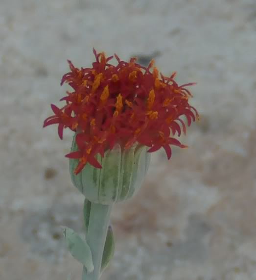 florseneciofulgensabierta2.jpg