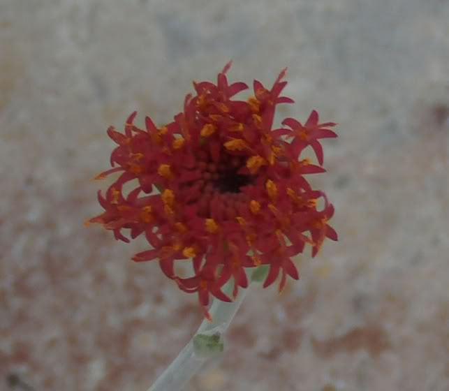 florseneciofulgensabierta3.jpg